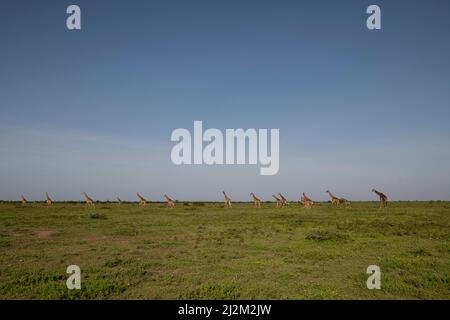 Girafe Herd on the Plains, Tanzanie Banque D'Images