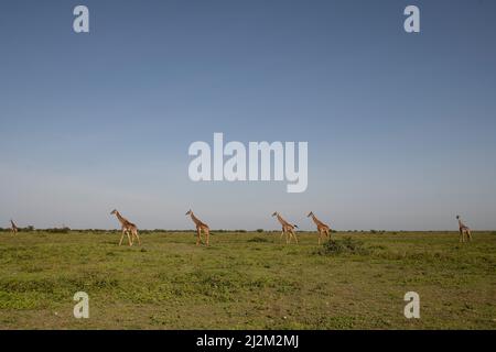 Girafe Herd on the Plains, Tanzanie Banque D'Images