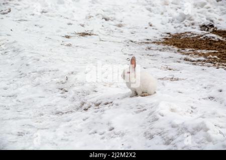 un petit lapin blanc traverse la neige dans la forêt Banque D'Images