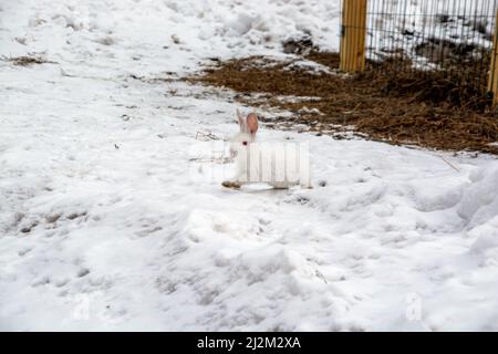 un petit lapin blanc traverse la neige dans la forêt Banque D'Images