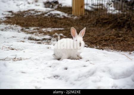 un petit lapin blanc traverse la neige dans la forêt Banque D'Images