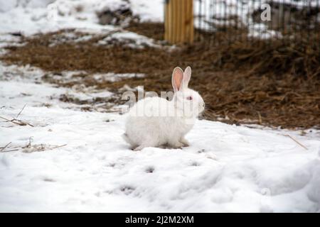 un petit lapin blanc traverse la neige dans la forêt Banque D'Images