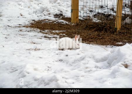 un petit lapin blanc traverse la neige dans la forêt Banque D'Images