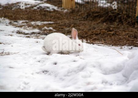 un petit lapin blanc traverse la neige dans la forêt Banque D'Images