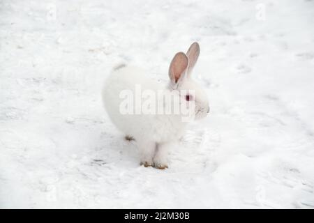 un petit lapin blanc traverse la neige dans la forêt Banque D'Images