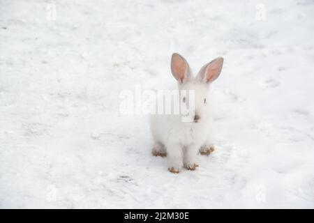 un petit lapin blanc traverse la neige dans la forêt Banque D'Images