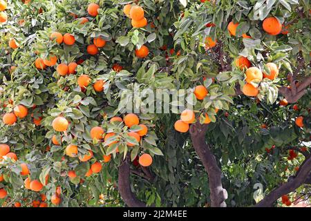 Oranges poussant sur un arbre dans une place publique à Estepona en Espagne Banque D'Images