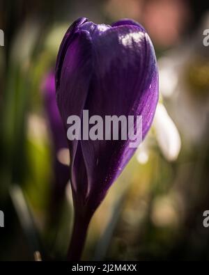 Gros plan vertical d'une fleur de crocus fermé bouton dans le fond flou. Banque D'Images