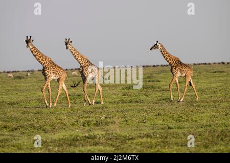 Les girafes, Tanzanie Banque D'Images