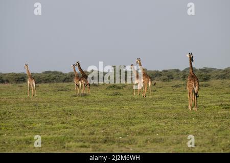 Les girafes, Tanzanie Banque D'Images