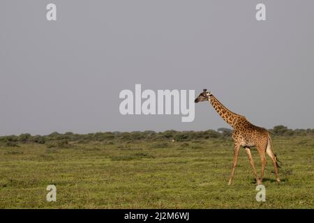 Les girafes, Tanzanie Banque D'Images