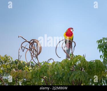 Magnifique perroquet rouge avec bec blanc assis sur le dessus de l'arbre Banque D'Images