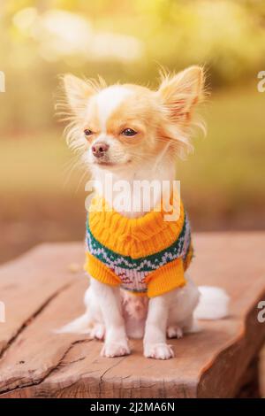 Chiot chihuahua blanc dans des taches rouges sur le banc. Chihuahua dans un chandail jaune. Animaux de compagnie. Banque D'Images