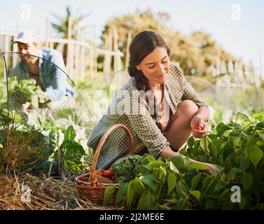 Rien n'a de meilleur goût que les produits maison. Photo de deux jeunes agriculteurs heureux récoltant des herbes et des légumes ensemble sur leur ferme. Banque D'Images