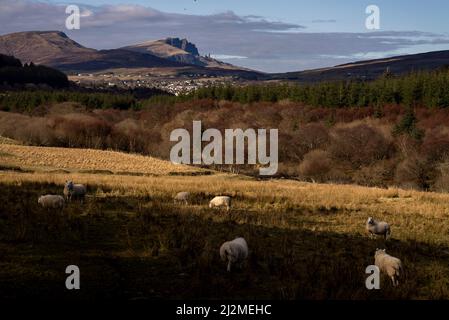 Portree, Royaume-Uni. 02nd avril 2022. Les moutons sont vus dans un champ avec une longue vue de l'ancien homme de Storr, une formation de roche de 160 pieds de sommet au sommet de Trotternish Ridge peut être vu en arrière-plan dans la région nord-est de l'île de Skye le 2 avril 2022, juste au nord de Portree, en Écosse. La péninsule où réside le sommet a été créée à la suite d'un glissement de terrain colossal. Photo par Ken Cedeno/Sipa USA crédit: SIPA USA/Alay Live News Banque D'Images