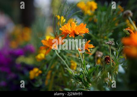 Nice, France. 27th mars 2022. Fleurs de printemps fleurissent à Nice. Crédit : SOPA Images Limited/Alamy Live News Banque D'Images