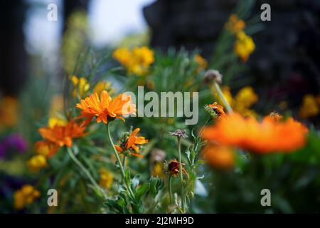 Nice, France. 27th mars 2022. Fleurs de printemps fleurissent à Nice. Crédit : SOPA Images Limited/Alamy Live News Banque D'Images