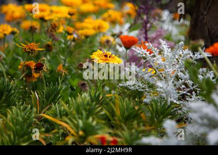 Nice, France. 27th mars 2022. Fleurs de printemps fleurissent à Nice. Crédit : SOPA Images Limited/Alamy Live News Banque D'Images