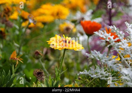 Nice, France. 27th mars 2022. Fleurs de printemps fleurissent à Nice. Crédit : SOPA Images Limited/Alamy Live News Banque D'Images