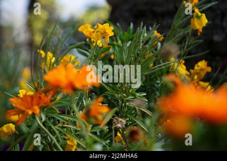 Nice, France. 27th mars 2022. Fleurs de printemps fleurissent à Nice. Crédit : SOPA Images Limited/Alamy Live News Banque D'Images