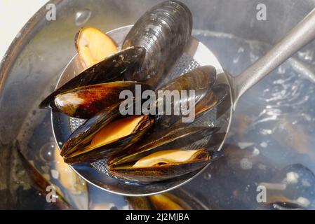 Cuire les moules bleues à la vapeur dans un pot en acier avec du bouillon bouillant Banque D'Images
