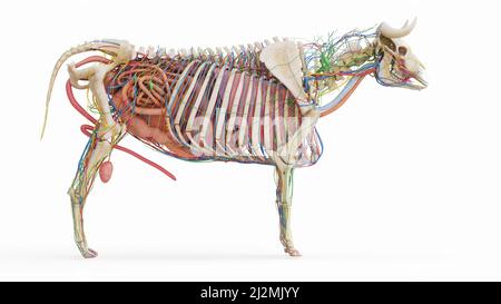 Anatomie du bétail, illustration Banque D'Images