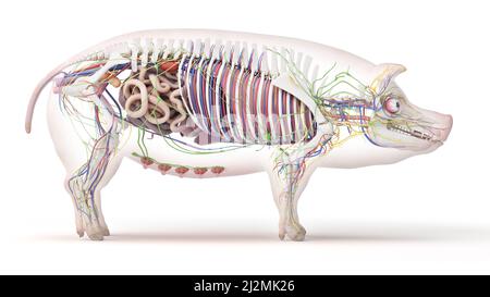 Anatomie du porc, illustration Banque D'Images