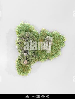 Forme de la lettre P dans la nature Banque D'Images