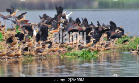 Image floue d'oiseaux, canard à sifflement moindre -Dendrocygna javanica, également connu sous le nom de canard siffleur indien ou sarcelle à sifflement moindre, canards siffleurs. Banque D'Images