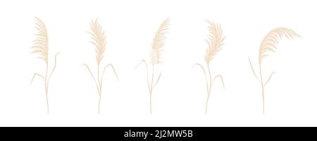 Récolte d'herbe de pampas sec. Ensemble de cortaderia dans le style boho. Fleurs séchées vectorielles isolées sur fond blanc. Design tendance pour mariage Illustration de Vecteur