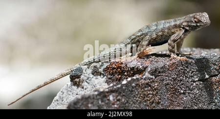 Sagebrush Lizard, adulte, homme, bains de soleil sur Rock. El Dorado County, Californie, États-Unis. Banque D'Images