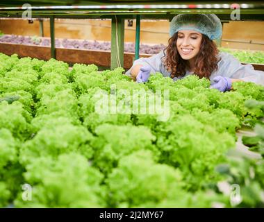 Une femme joyeuse qui regarde la laitue et sourit tout en surveillant la croissance des plantes. Bonne femme en casquette jetable debout près de l'étagère avec des plantes vertes tout en travaillant en serre. Banque D'Images