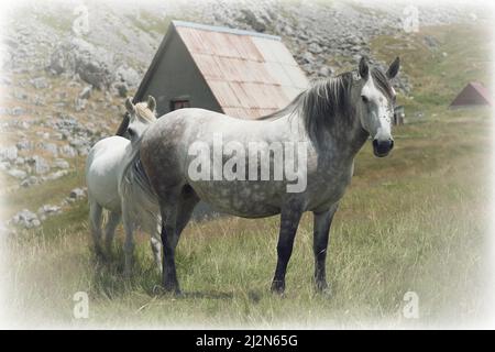 Jument blanc au plateau de Lukavica, Monténégro Banque D'Images