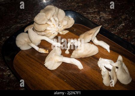 Un gros plan de champignons Oyster. Pleurotus ostreatus, le champignon huître, le champignon huître ou hiratake, est un champignon comestible courant. Banque D'Images