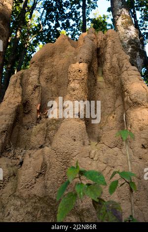 Gros plan d'une grande colline de fourmis ou d'une colline de termite dans la forêt. Le nid mounté que les fourmis s'accumuler de la terre ou du sable est appelé un anthill. Vous pouvez Banque D'Images