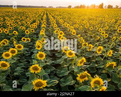 Des rangées de tournesols dans le champ, belle scène de soirée en Ukraine Banque D'Images