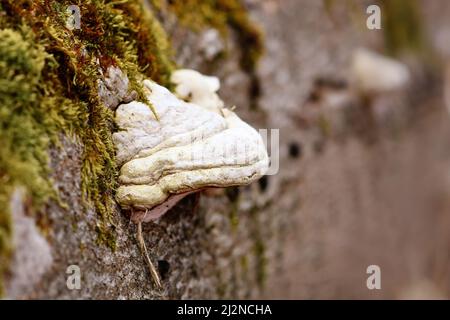 Le champignon « Fomes fomentarius » qui pousse sur l'arbre mort Banque D'Images