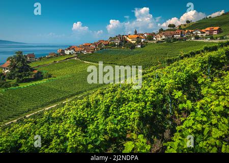 Majestueux vignoble en terrasse et le lac Léman en arrière-plan. Plantation de vignes vertes et joli village sur la colline, Rivaz, canton de Vaud, Suissela Banque D'Images