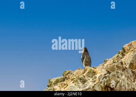 Humboldt Penguin vue sur un rocher sur l'île des Ballestas dans le parc national de Paracas au Pérou, en Amérique du Sud Banque D'Images