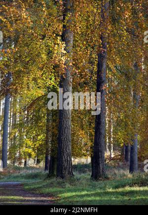 Forêt de pins d'automne abritant des arbres de Hêtre dans une belle forêt mixte de Cannock Chase une zone d'une beauté naturelle exceptionnelle, montrant une merveilleuse rouille Banque D'Images