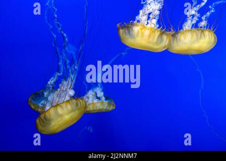 Vue magnifique sur un groupe de nettles de la mer du pacifique qui nagent à l'intérieur d'un aquarium bleu vif Banque D'Images