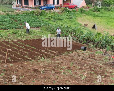 Santana Madeira Portugal eu deux hommes travaillant dans leur jardin préparant des parcelles pour la culture de légumes biologiques Banque D'Images