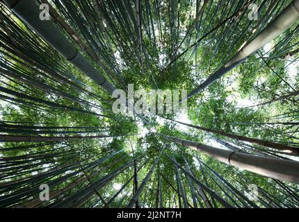 forêt dense de grandes cannes en bambou vues d'en dessous Banque D'Images