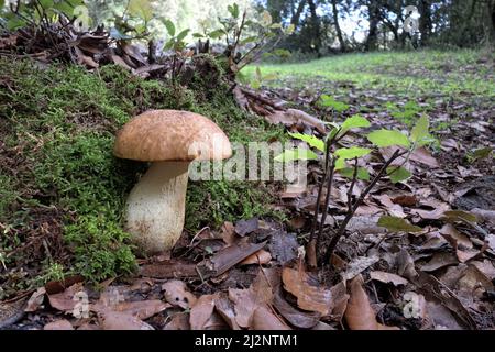boletus et semis de chêne de Stockholm dans le parc national de l'Etna, en Sicile Banque D'Images