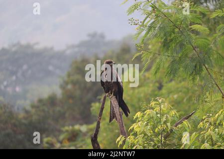 Un cerf-volant noir indien, perché sur une branche d'arbre sèche parmi les arbres verts autour. Il est également appelé Milvus Migrans, une variété commune dans In Banque D'Images