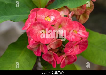 Rouge boursoufant Euphorbia Milii ou couronne de Thorns. Bali, Indonésie. Banque D'Images