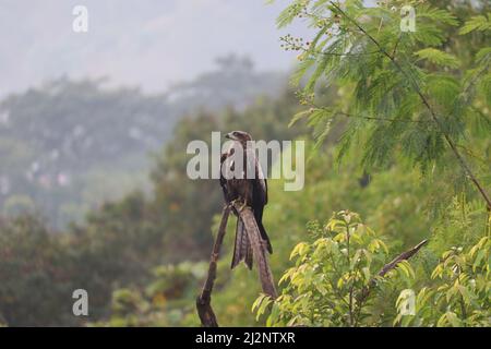 Un cerf-volant noir indien, perché sur une branche d'arbre sèche parmi les arbres verts autour. Il est également appelé Milvus Migrans, une variété commune dans In Banque D'Images