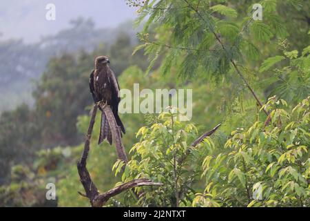 Un cerf-volant noir indien, perché sur une branche d'arbre sèche parmi les arbres verts autour. Il est également appelé Milvus Migrans, une variété commune dans In Banque D'Images