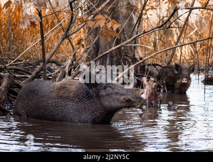 Porcs sauvages dans un marais près de Slidell, en Louisiane Banque D'Images