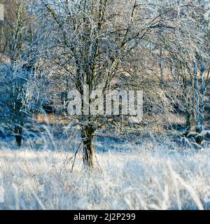 Le givre a couvert Hawthorn sur Cannock Chase une zone de beauté naturelle exceptionnelle Staffordshire Angleterre Banque D'Images